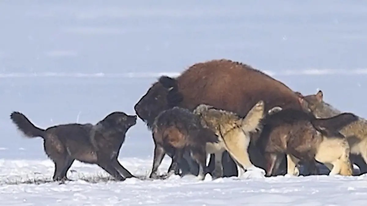 Todeskampf im Schnee! Wolfsrudel hetzt Bison über Stunden Jagd im Yellowstone-Nationalpark