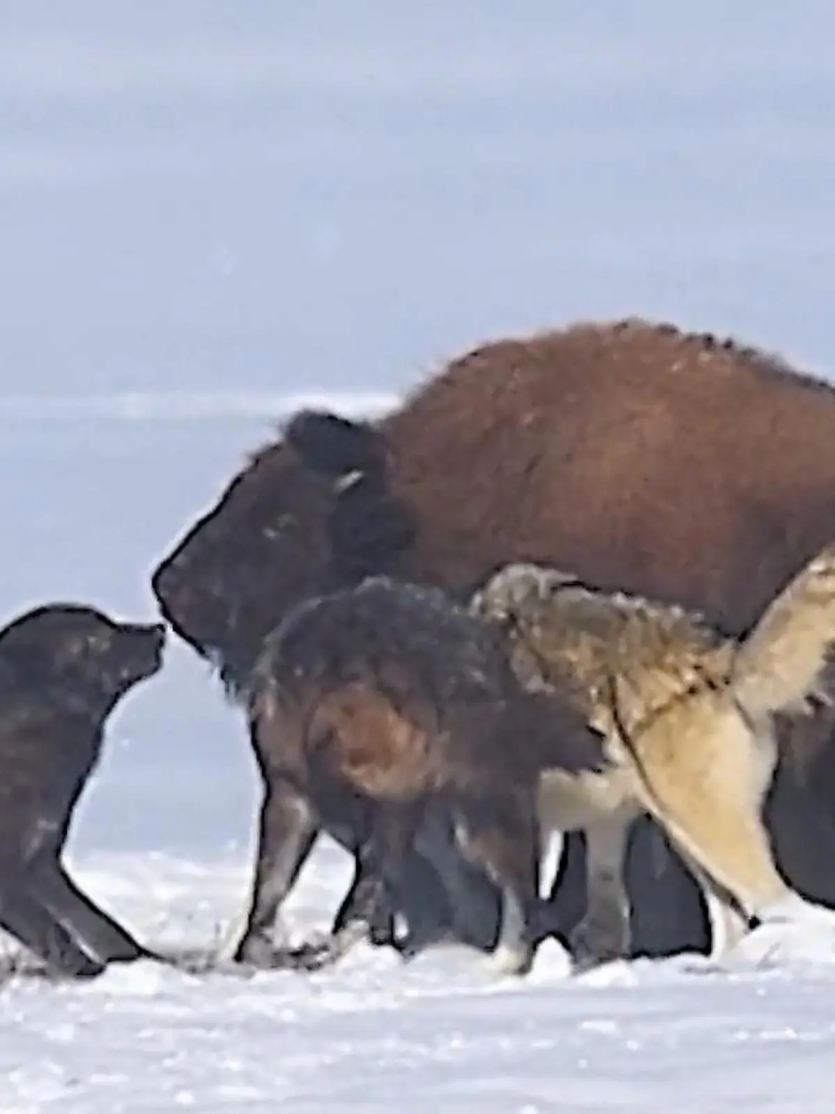 Bild zu: "Todeskampf im Schnee! Wolfsrudel hetzt Bison über Stunden"