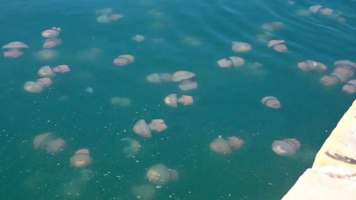 Quallen-Invasion in beliebter Urlaubsregion – Mittelmeer von Tieren überschwemmt! Plötzlich sind sie überall!