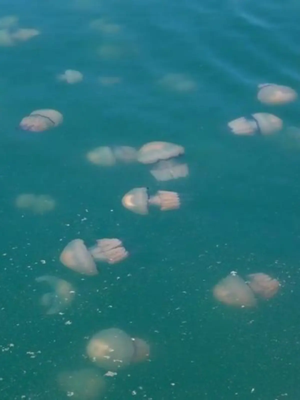 Bild zu: "Quallen-Invasion in beliebter Urlaubsregion – Mittelmeer von Tieren überschwemmt!"