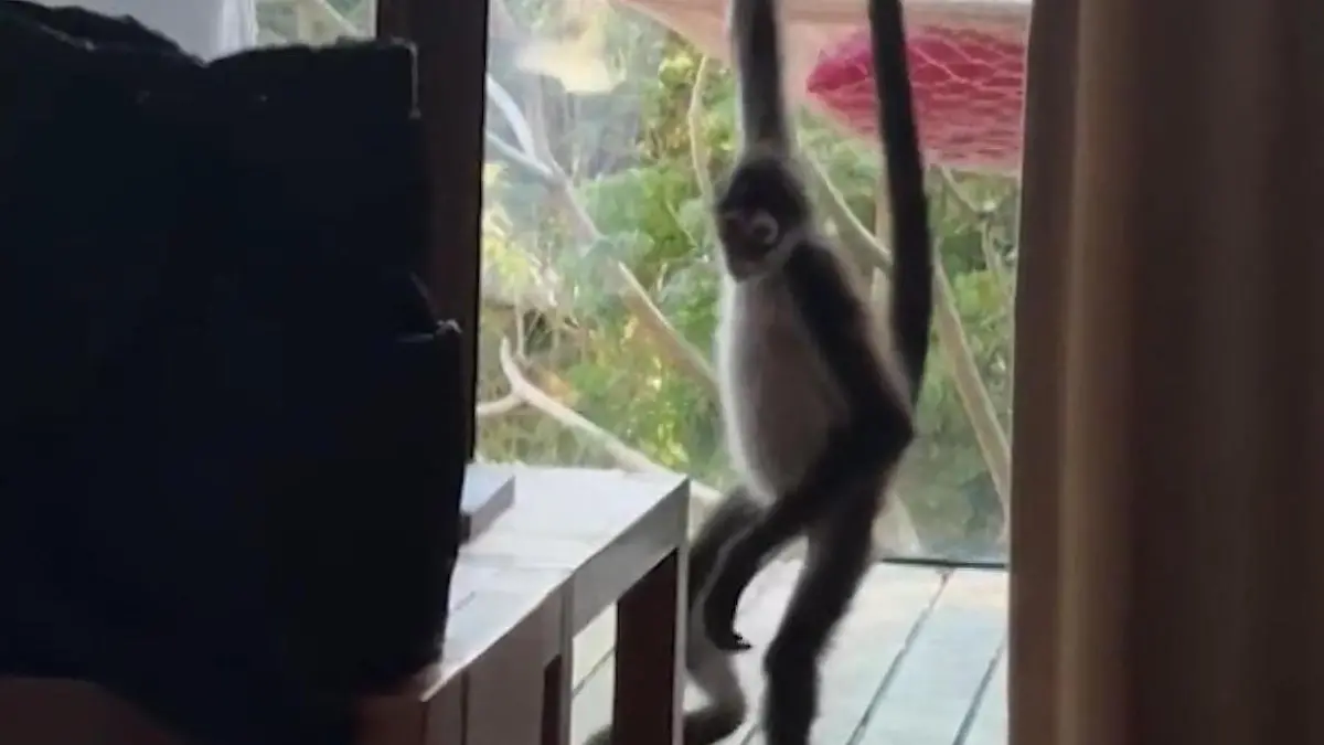 Nicht deine Banane! Affe stört Touri-Paar im Schlafzimmer Frecher Besucher im Urlaubsparadies