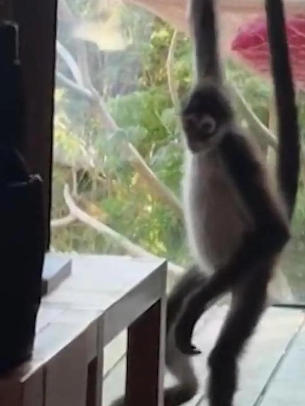 Bild zu: "Nicht deine Banane! Affe stört Touri-Paar im Schlafzimmer"