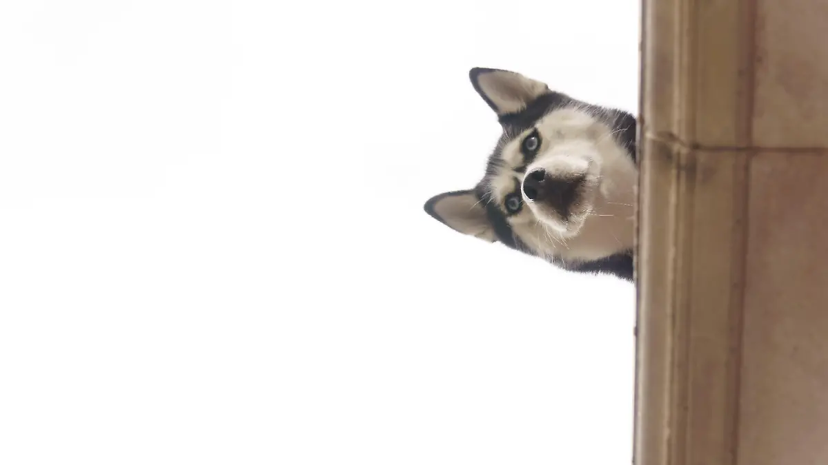 Sibirischer Husky, der hinter einer Säule hervorschaut, den Kopf neigt und mit neugierigen blauen Augen und flauschigem Fell nach unten blickt, vertikale Nahaufnahme in Setenil de las Bodegas Cadiz, Spanien