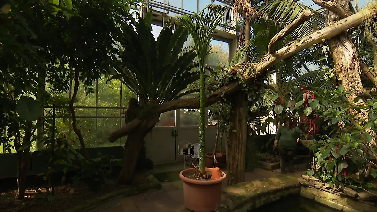 Neue Titanenwurz in Dortmund Nach Stinkewurz-Diebstahl