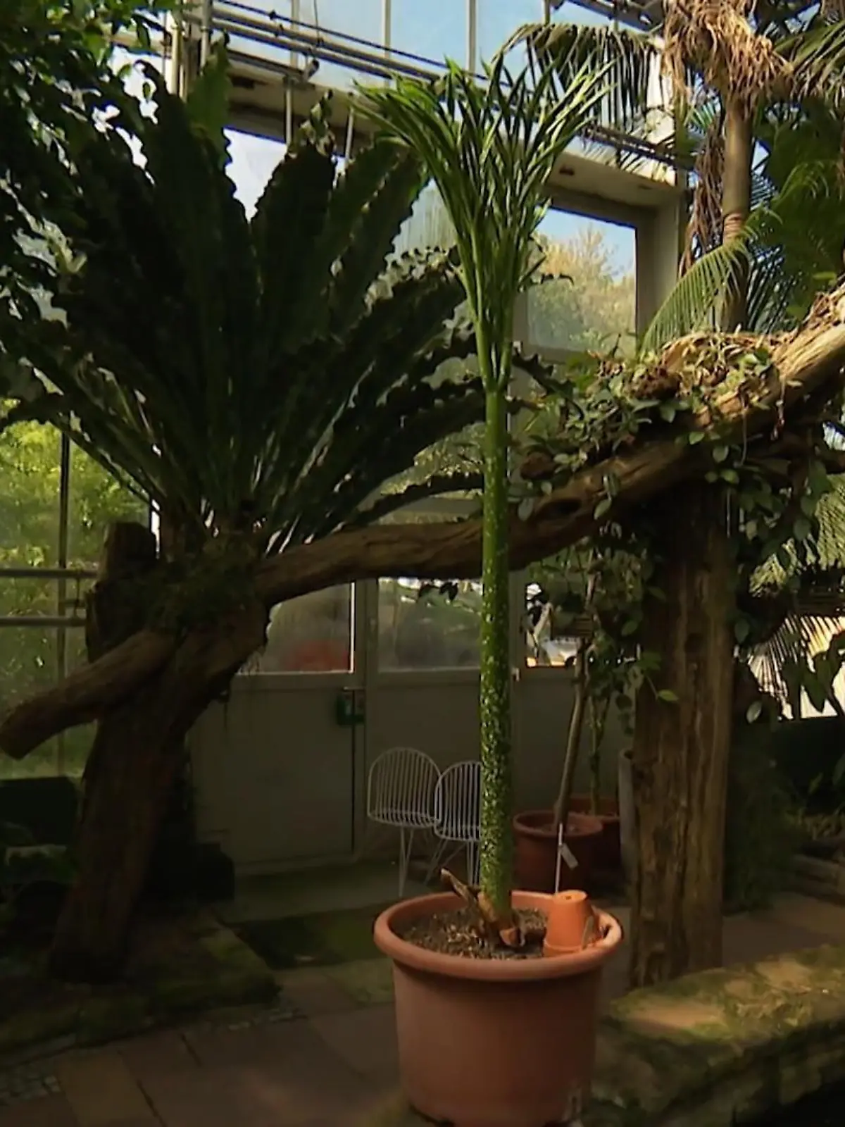 Bild zu: "Neue Titanenwurz in Dortmund"