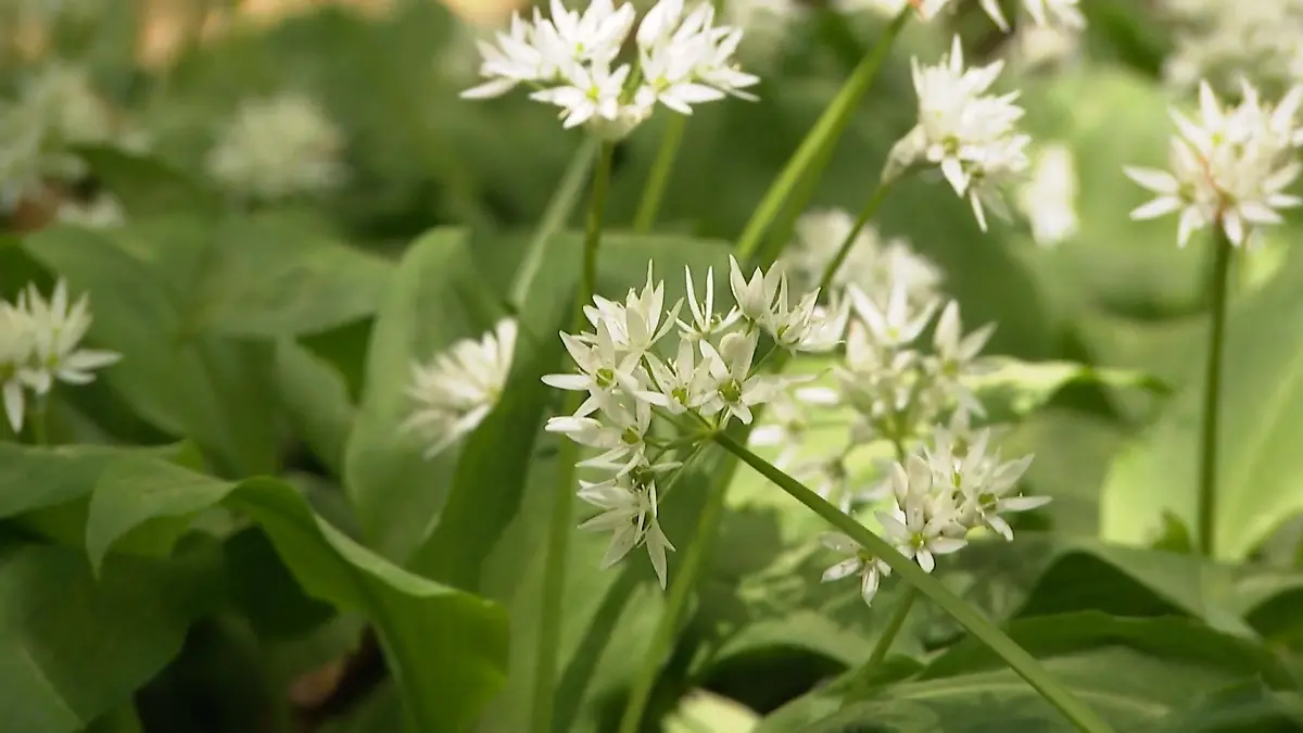 Tipps fürs Bärlauch pflücken Unterwegs mit Kräuter-Frau