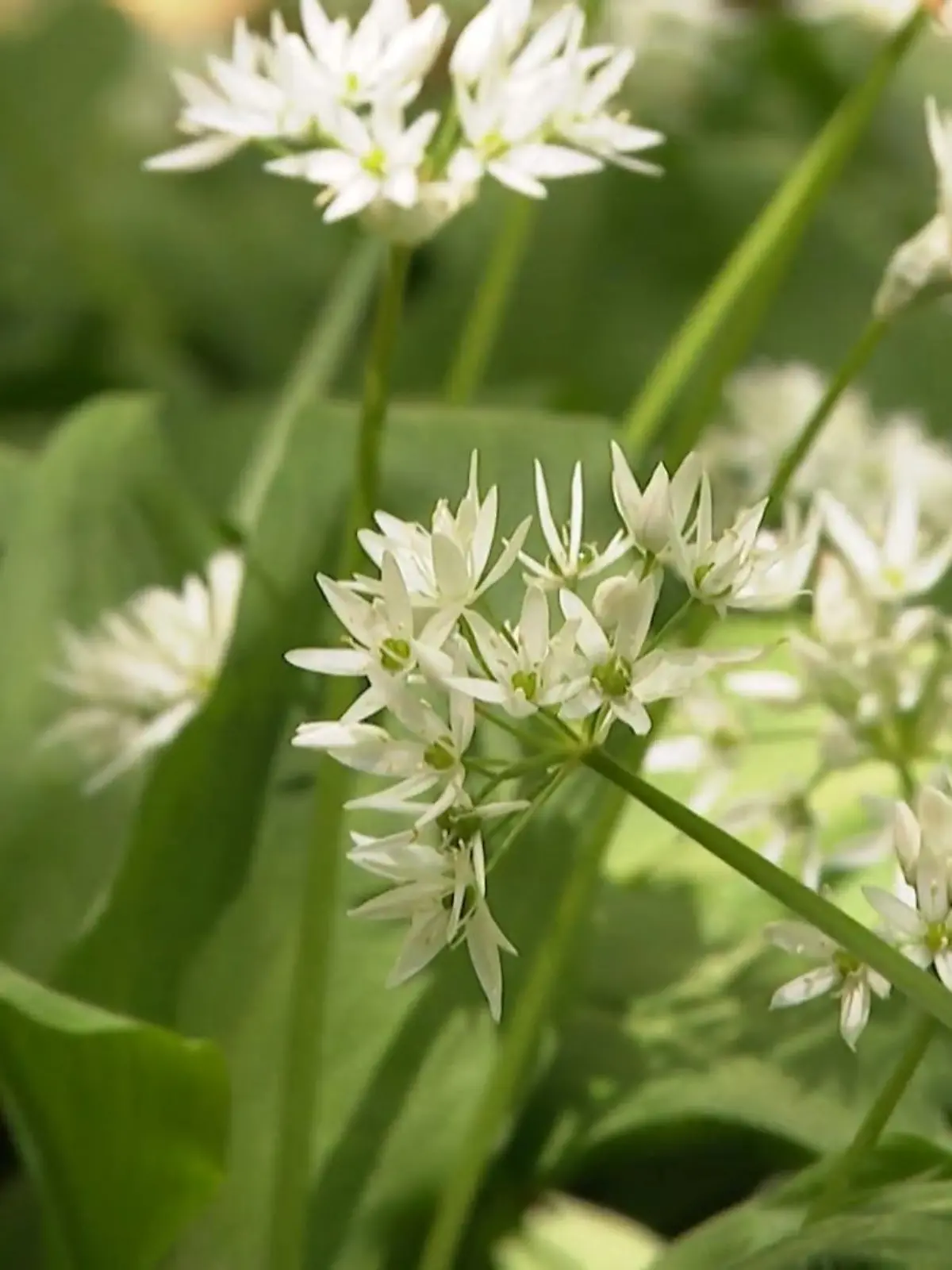 Bild zu: "Tipps fürs Bärlauch pflücken"