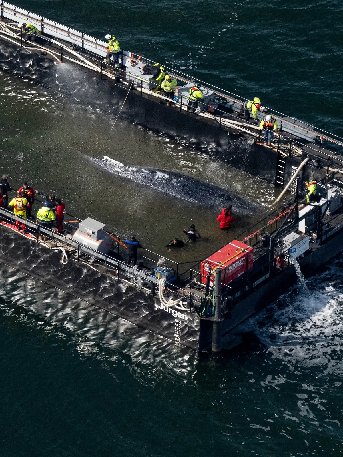 Der in der Ostsee gestrandete Buckelwal ist in dem für seinen Transport vorgesehenen Lastkahn angekommen. Das Tier bewegte sich durch eine zuvor ausgebaggerte Rinne in die sogenannte Barge, nachdem Helfer ihn zuvor mit Gurten in diese Richtung gezogen hatten. Der vor über drei Wochen bei Wismar gestrandete Buckelwal soll nun mit dem Schiff in die Nordsee gebracht werden. Eine private Initiative hatte seit Tagen versucht, den Wal zu retten.