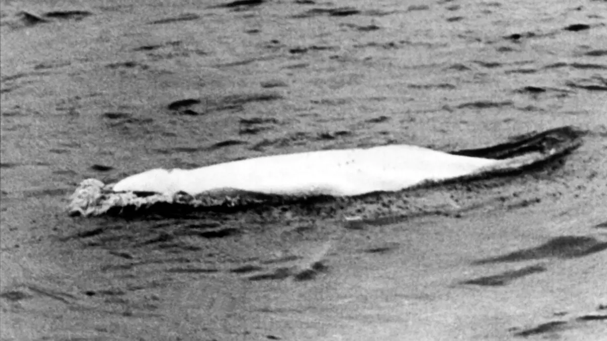 "Moby Dick", der weiße Beluga-Wal, der zuerst am 18. Mai 1966 bei Stromkilometer 778,5 in Höhe von Duisburg-Neuenkamp von den Rheinschiffern Bernd Albrecht und Willi Dethlevs gesichtet wurde und tagelang die Nation in Atem hielt. Alle Versuche, das Tier zu fangen, scheiterten und es entwischte in friedliche holländische Gewässer, wo die Waljagd verboten wurde.