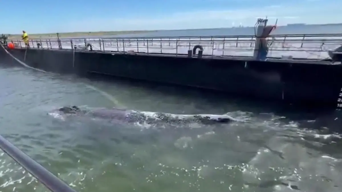 Wal Timmy auf dem Weg in die Freiheit – Lastkahn zieht ihn Richtung Atlantik! Lange Reise steht ihm bevor