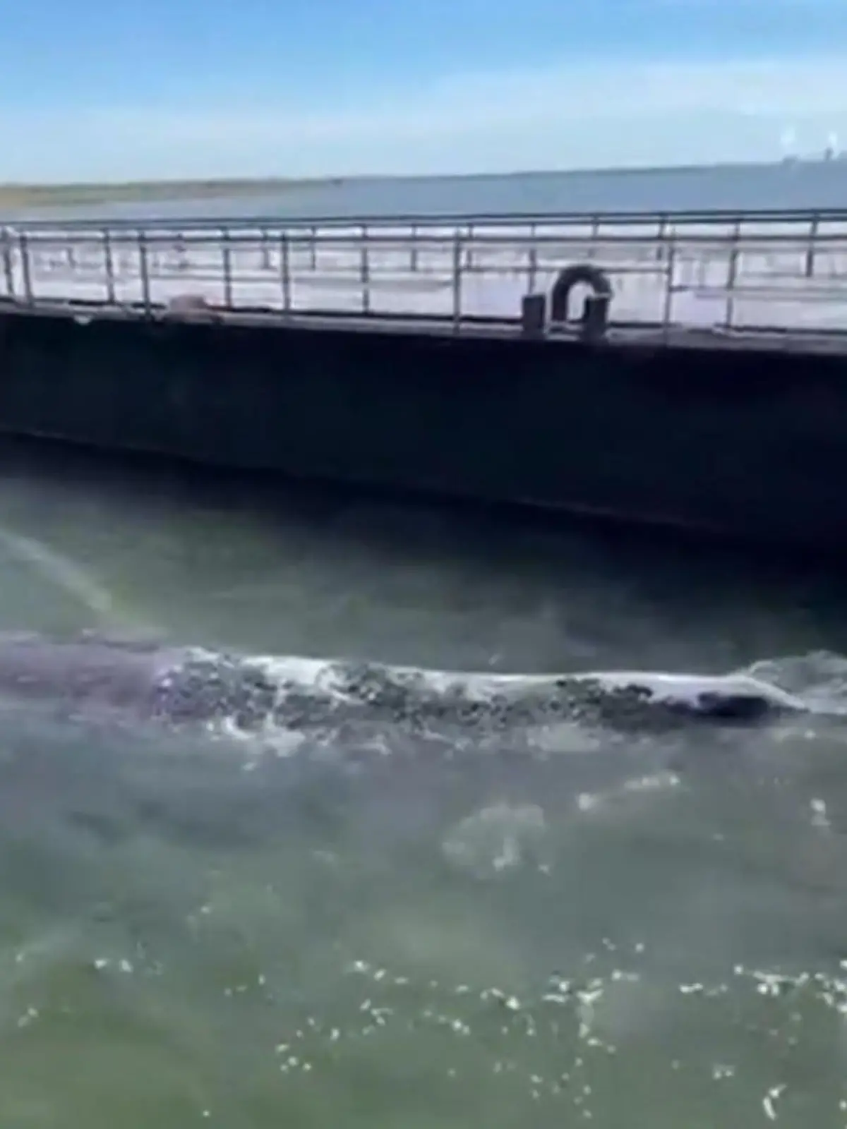 Bild zu: "Wal Timmy auf dem Weg in die Freiheit – Lastkahn zieht ihn Richtung Atlantik!"