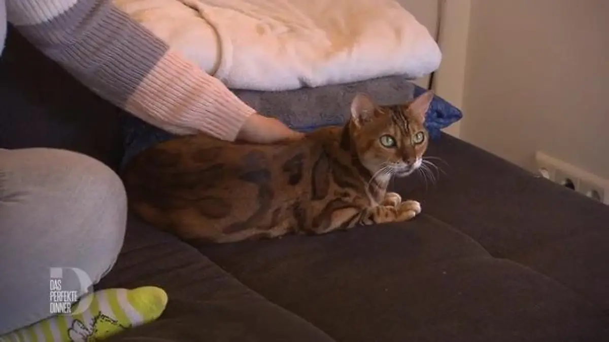 Immer Ärger mit den Haustieren Weg von den Töpfen!