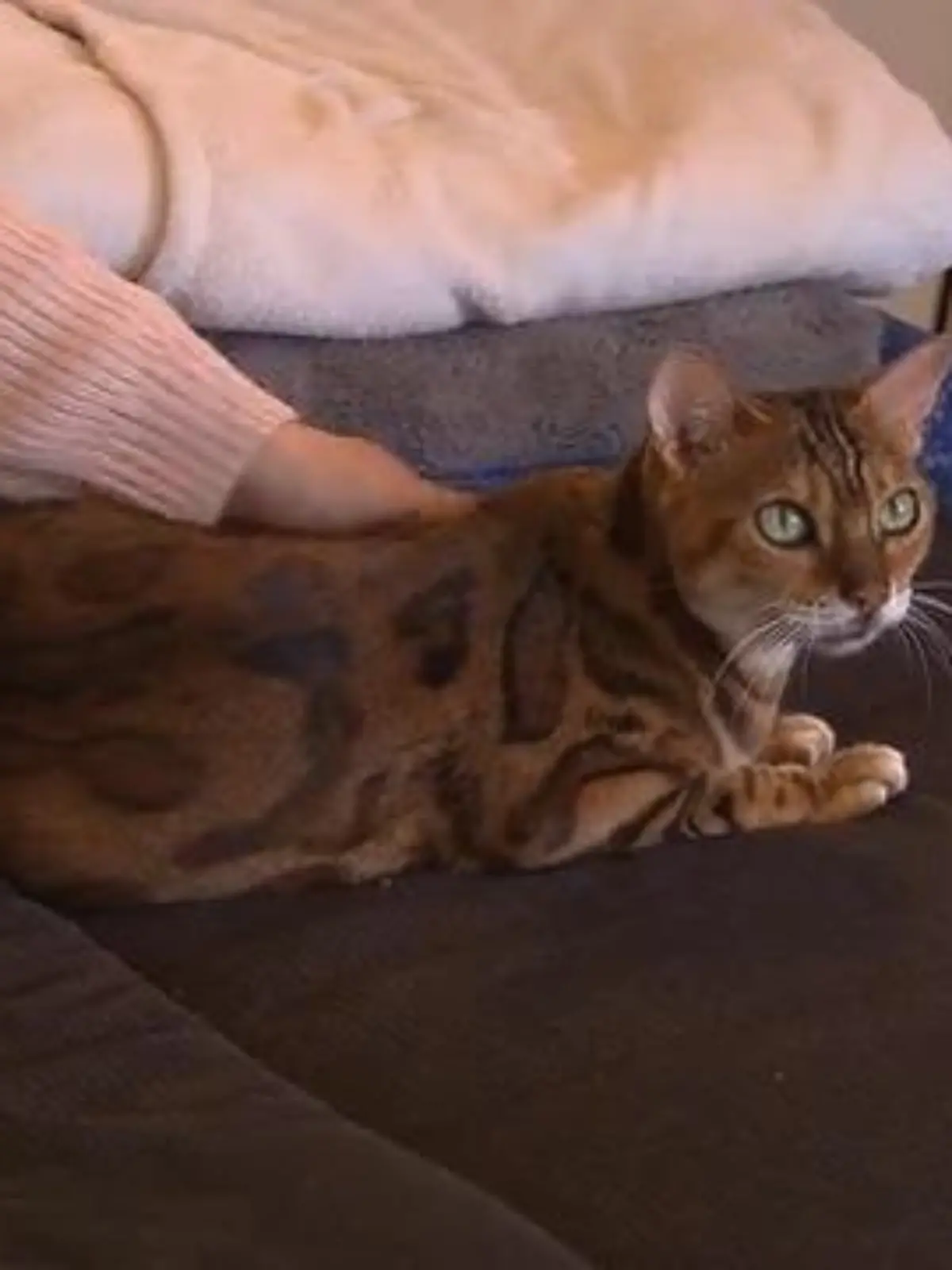 Bild zu: "Immer Ärger mit den Haustieren"