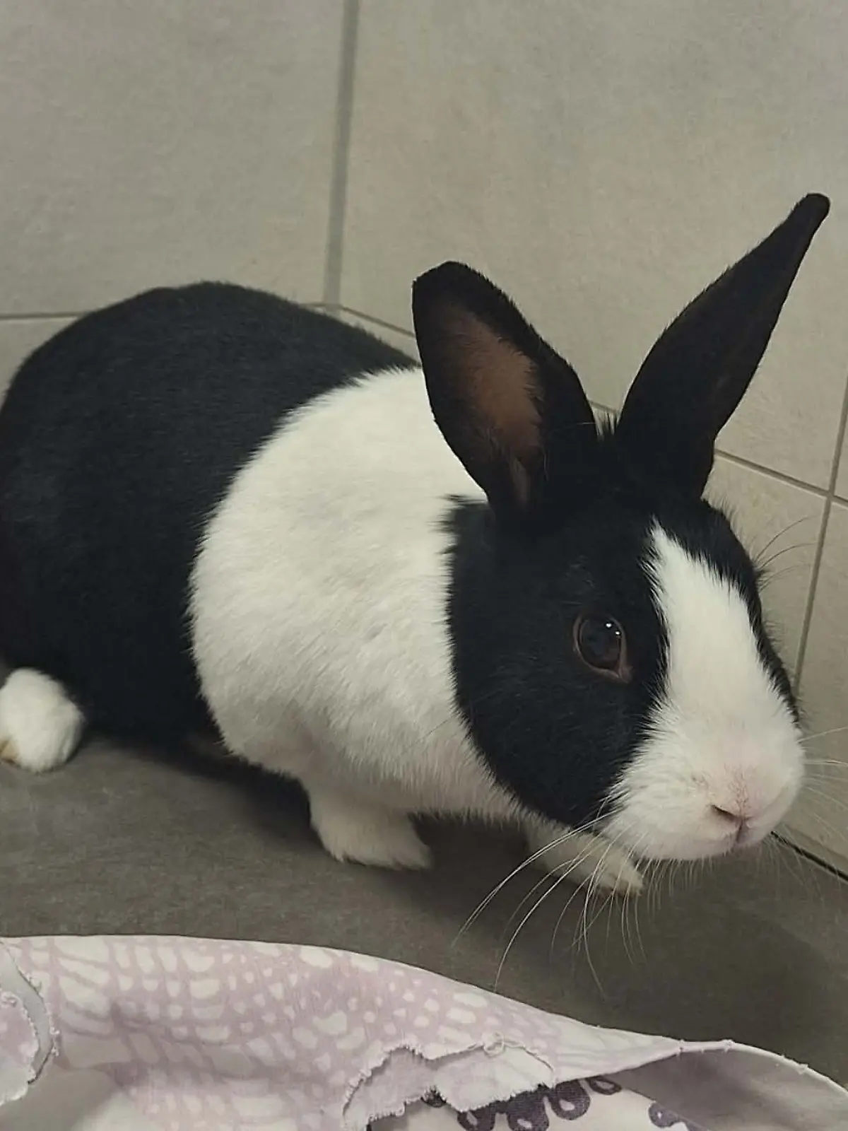 Bild zu: "Kaninchen Deneris wie eine Online-Retoure verramscht"