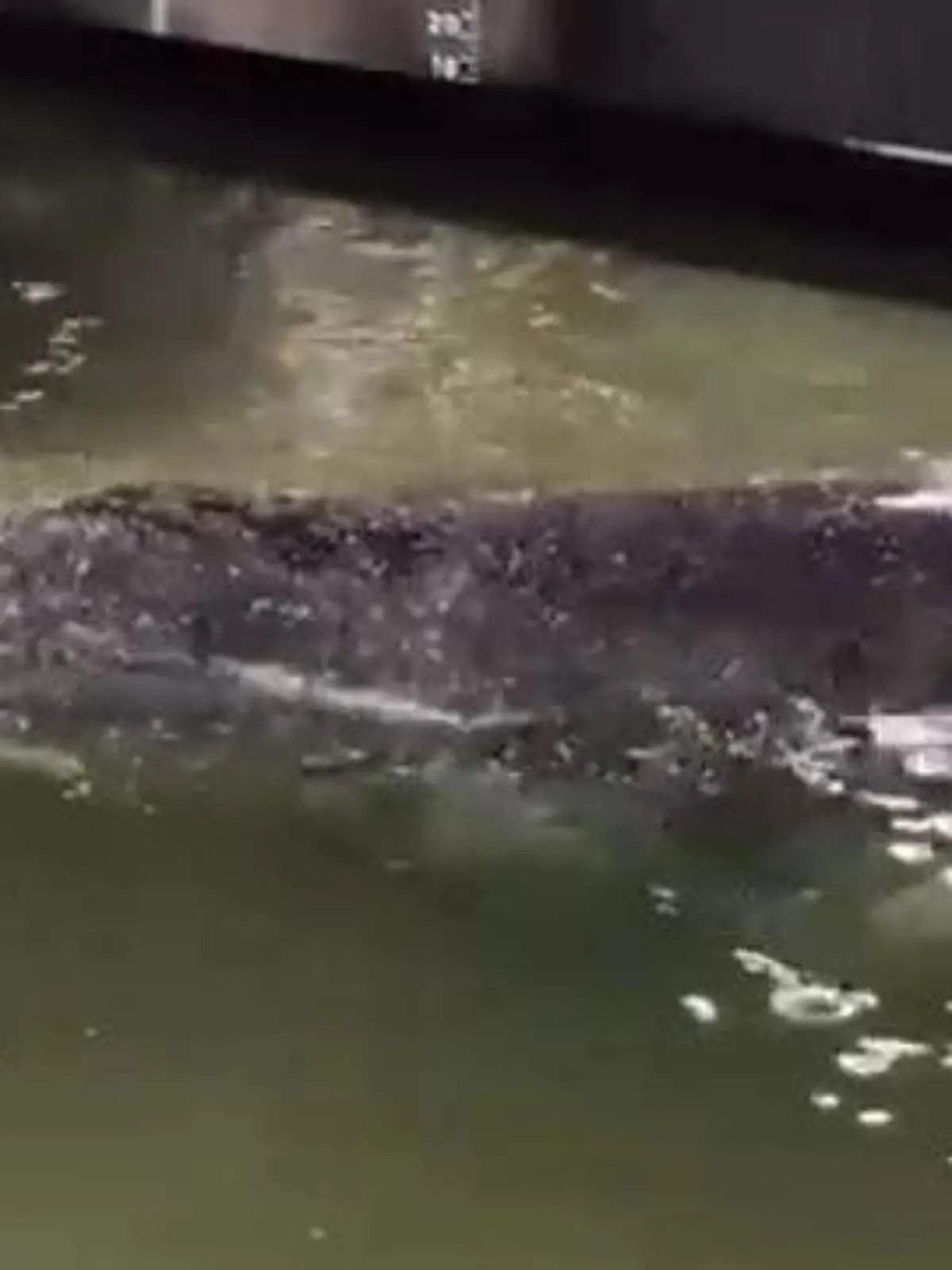 Bild zu: "Dramatische Wal-Rettung! DIESE Töne von Timmy sorgen für Gänsehaut"