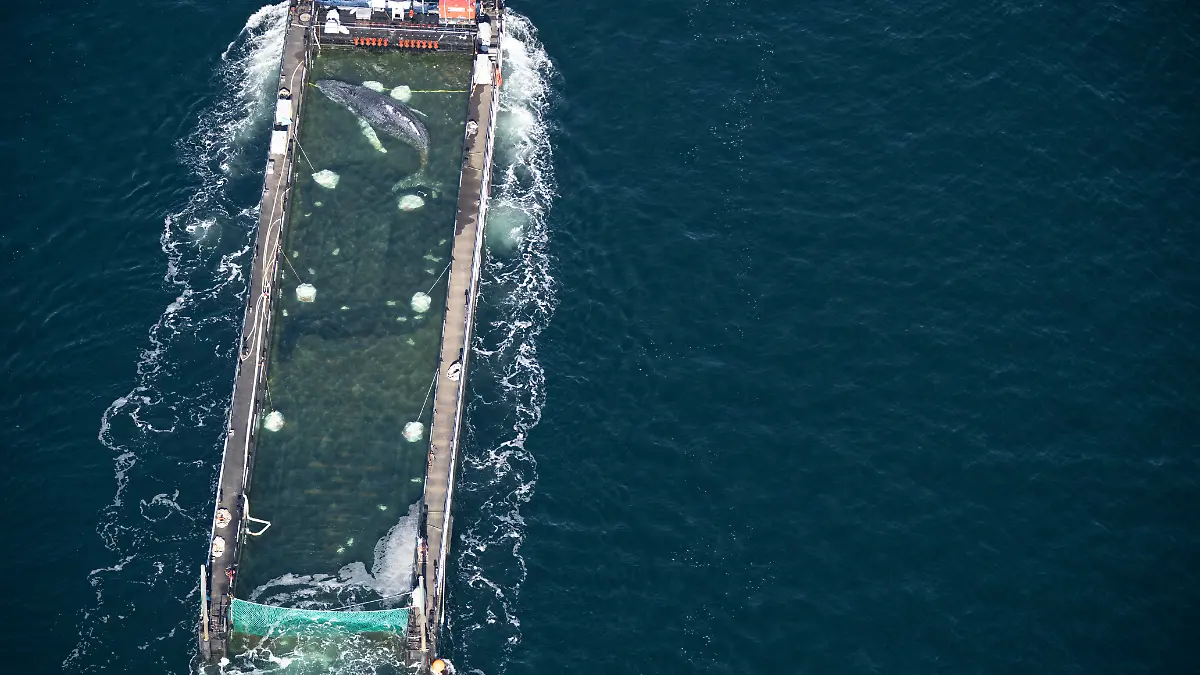 Der Wal liegt in einem gefluteten Lastschiff kurz vor der dänischen Grenze (Aufnahme aus einem Flugzeug). Der aus einer flachen Bucht vor Wismar geborgene Buckelwal wird in Richtung Nordsee transportiert. Der Meeressäuger hatte zuvor vier Wochen in der Bucht der Insel Poel festgesteckt. +++ dpa-Bildfunk +++
