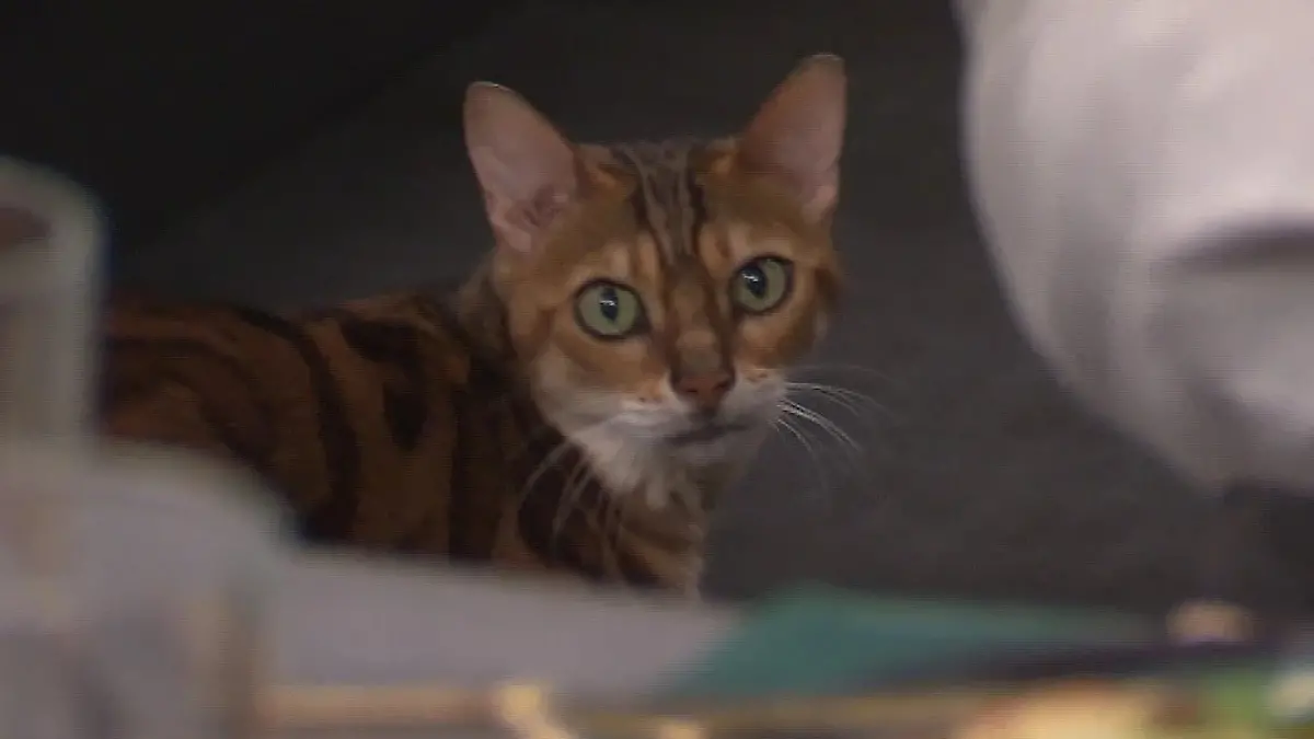 Das perfekte Dinner: Aufnahme über den Dinner-Tisch hinweg zu einer Katze, die interessiert in die Kamera schaut