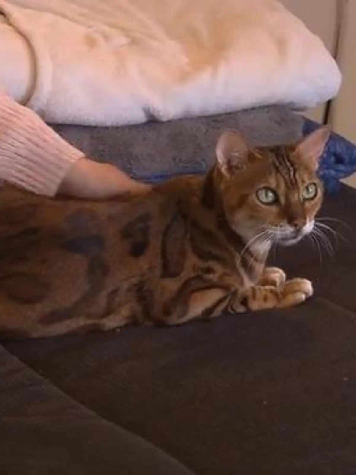 Das perfekte Dinner: Braun-getigerte Katze liegt auf einem Sofa und lässt sich streicheln