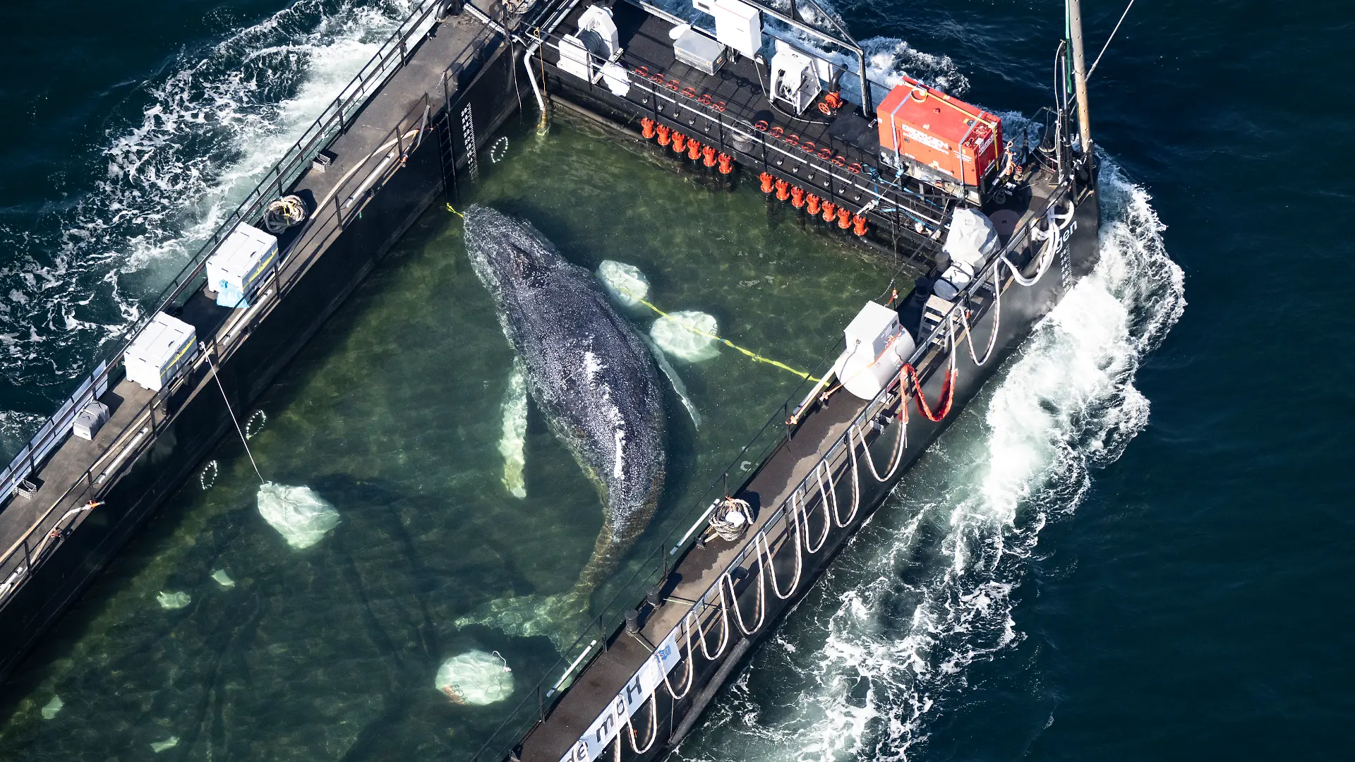 Der Wal liegt am Mittwochmorgen in einem gefluteten Lastschiff kurz vor der dänischen Grenze (Aufnahme aus einem Flugzeug).