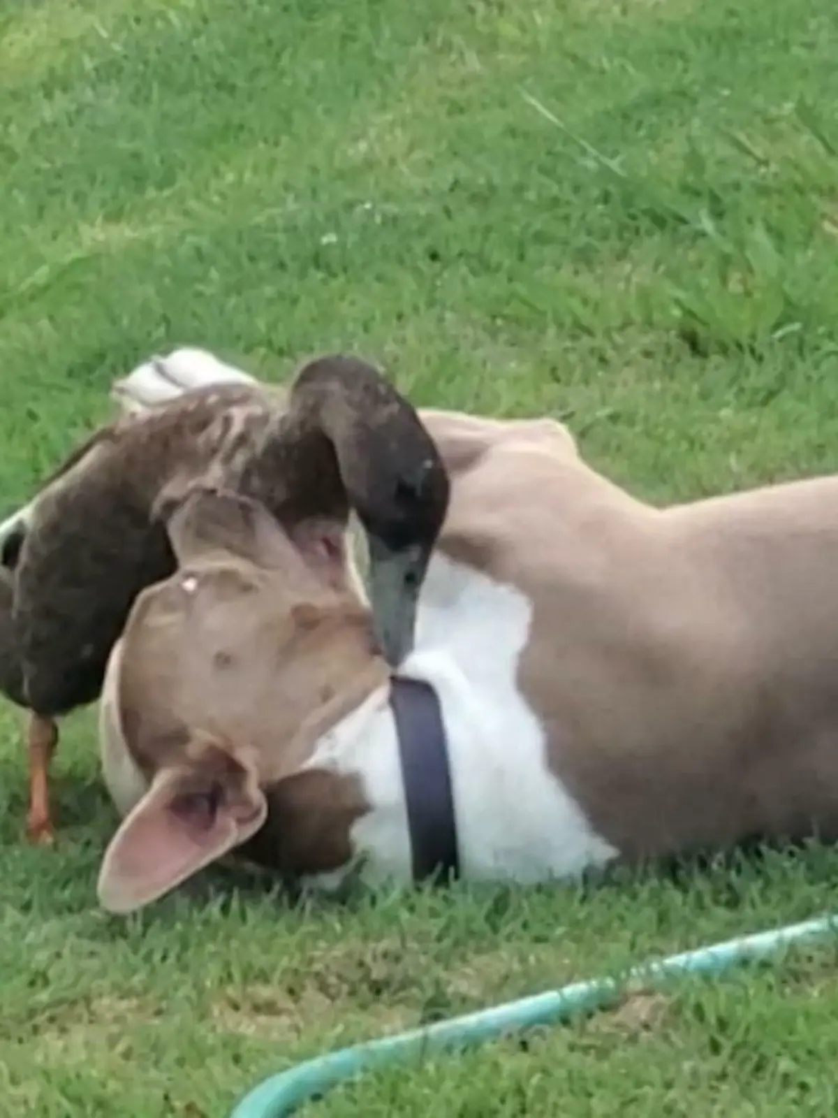 Bild zu: "Ente & Bullterrier sind beste Freunde"