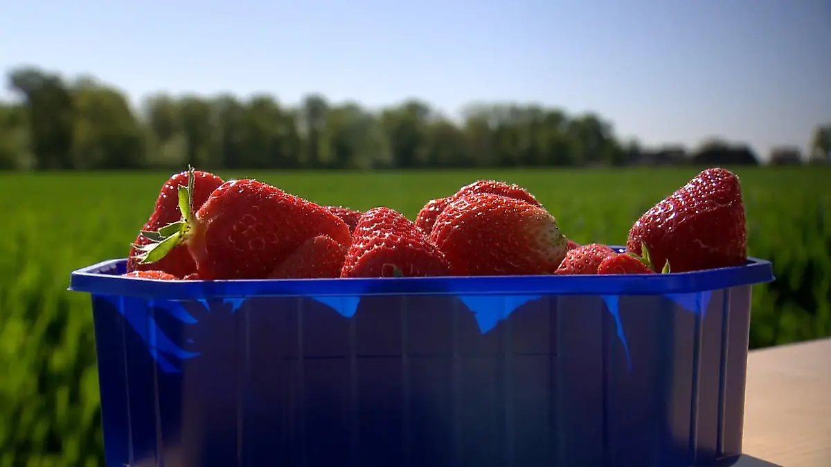 Start in die Erdbeersaison Lieblingsfrucht der Deutschen