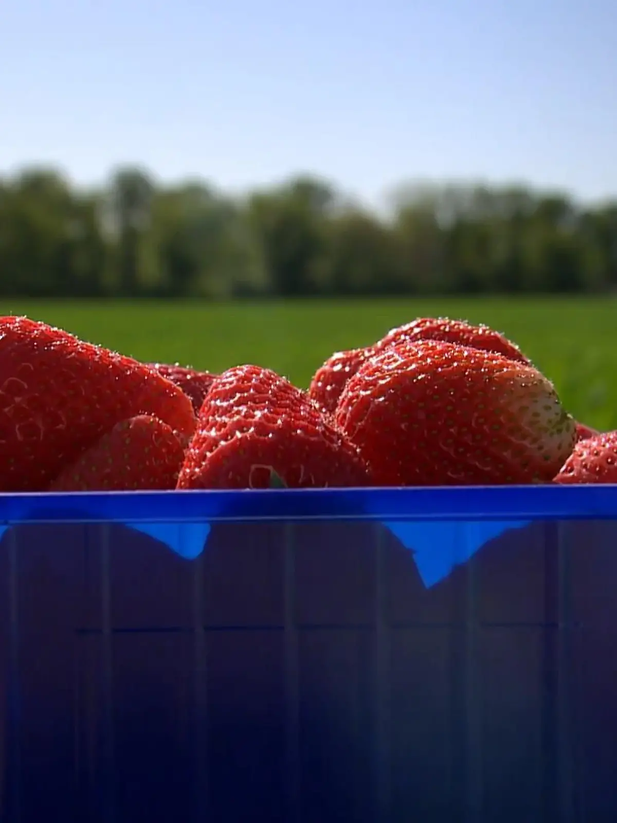 Bild zu: "Start in die Erdbeersaison"