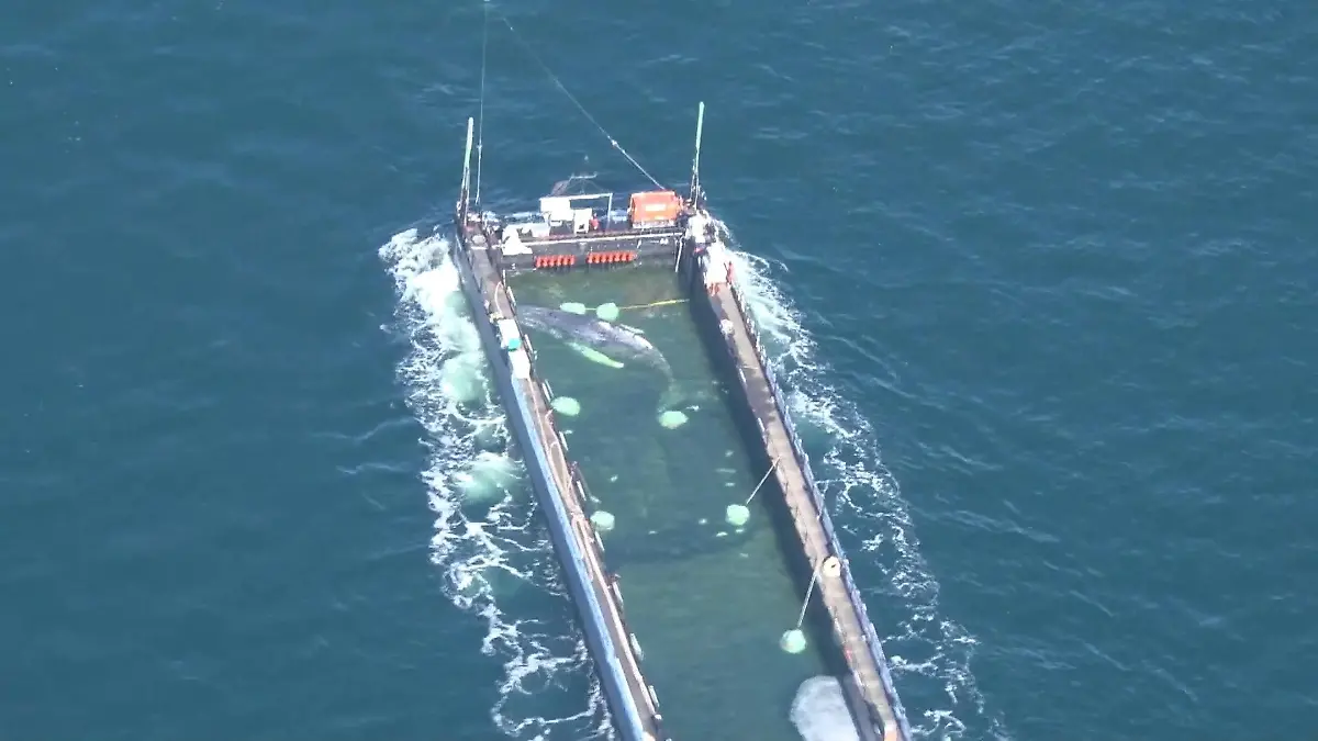 Timmys Gesang sorgt für Hoffnung – doch Wal-Expertin warnt „Das ist ein Wildtier”