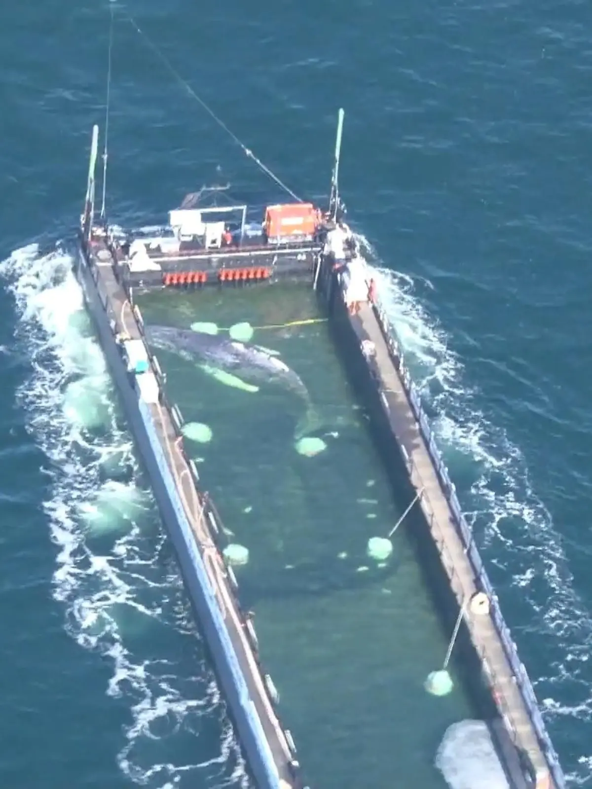 Bild zu: "Timmys Gesang sorgt für Hoffnung – doch Wal-Expertin warnt"