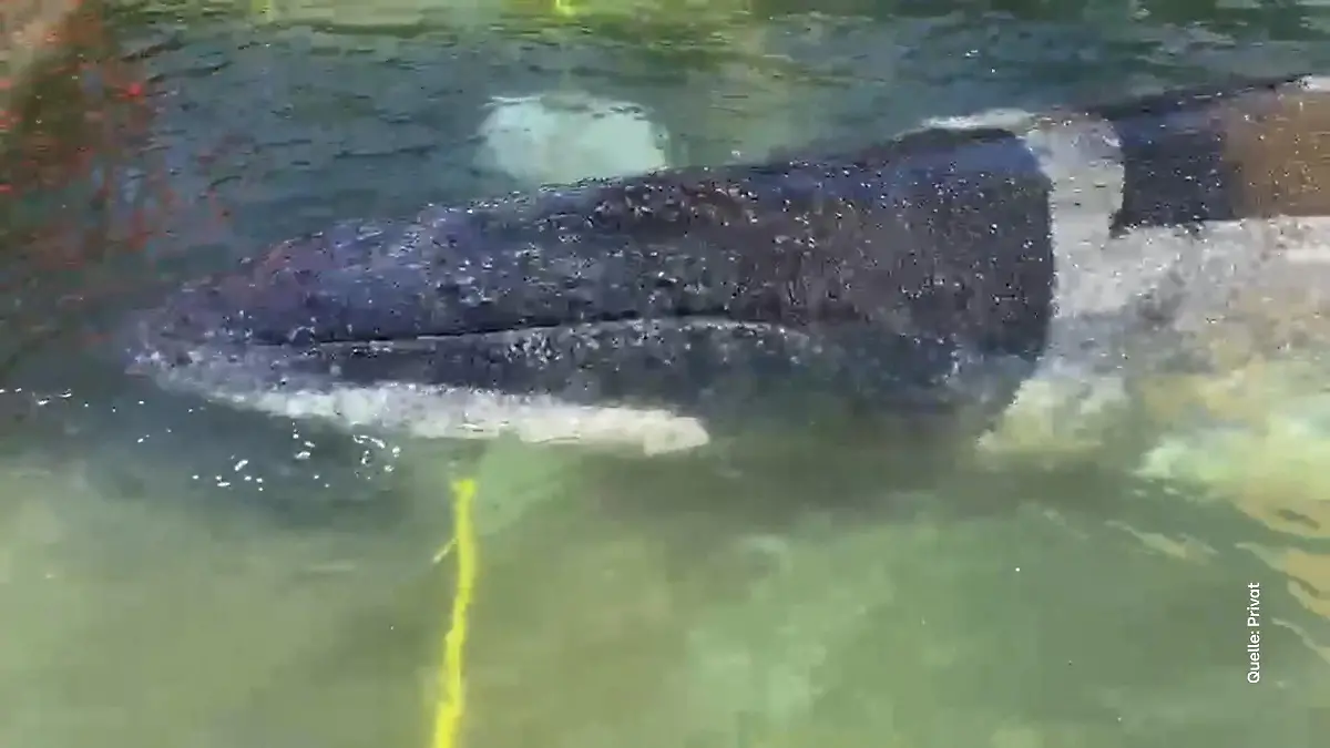 Timmys Gesang sorgt für Hoffnung – doch Wal-Expertin warnt „Das ist ein Wildtier”