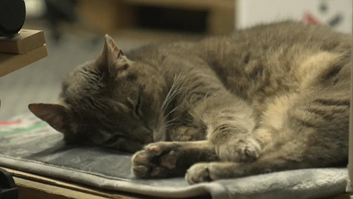 Ungewöhnliches Revier! Katze Lotti lebt in Baumarkt Kollegin mit Fell