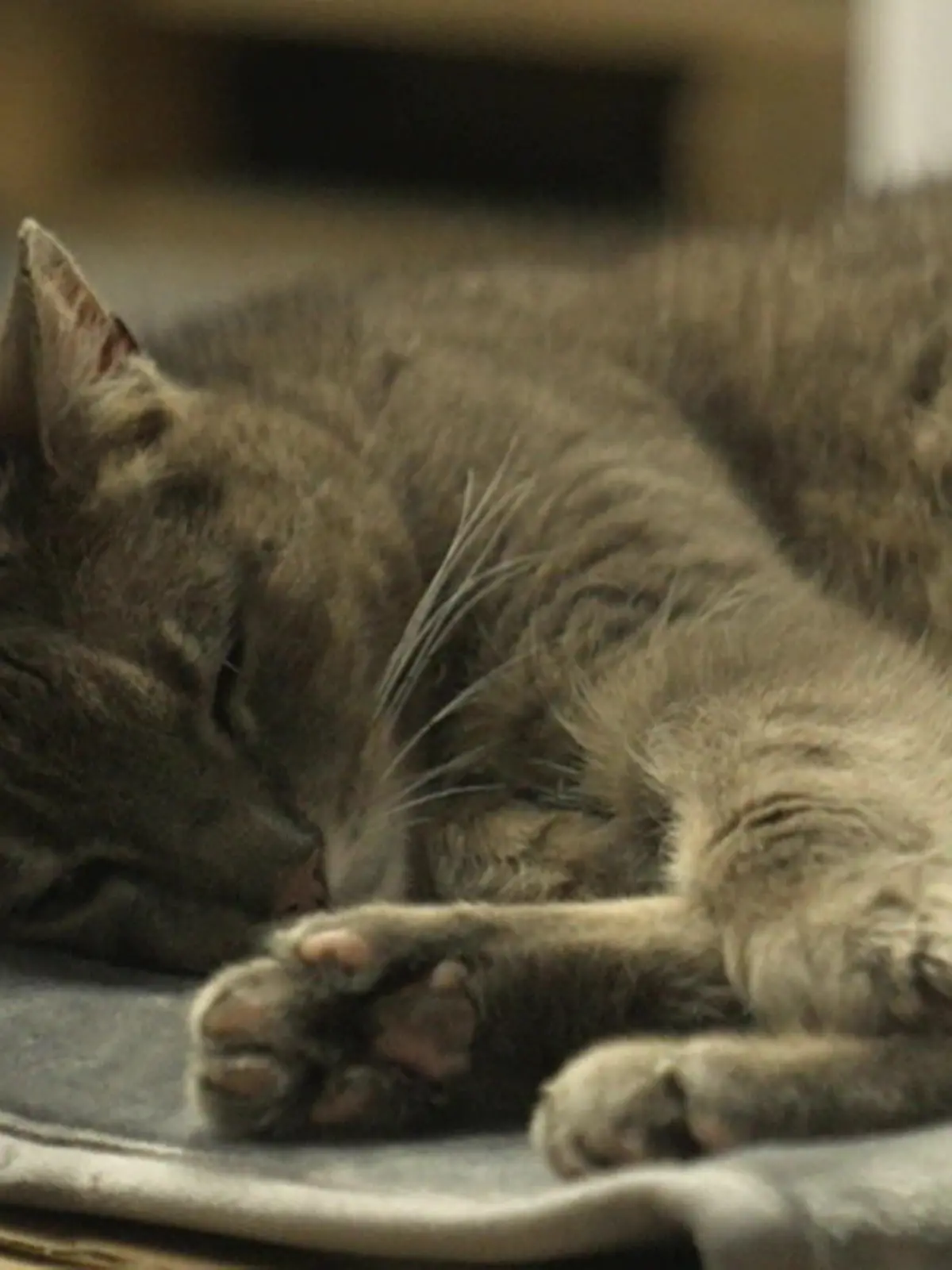 Bild zu: "Ungewöhnliches Revier! Katze Lotti lebt in Baumarkt"