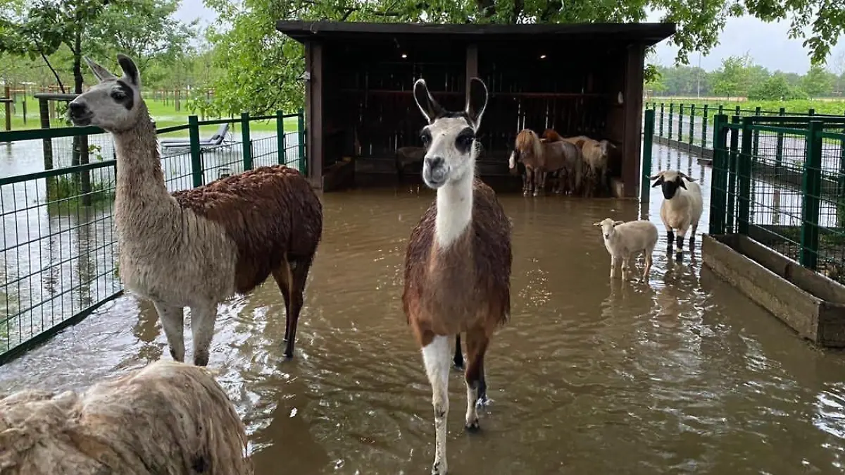 Mehrere Lamas stehen im Nassen.