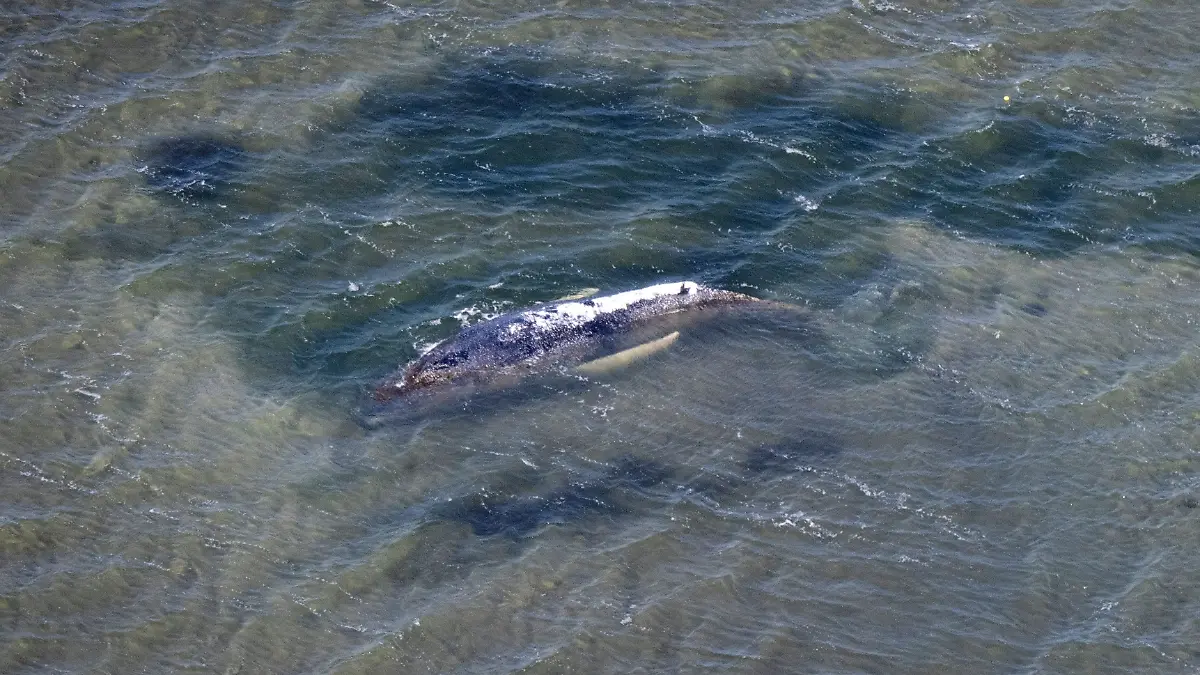 Knapp 30 Tage lag der gestrandete Buckelwal im Flachwasser vor der Insel Poel fest. 