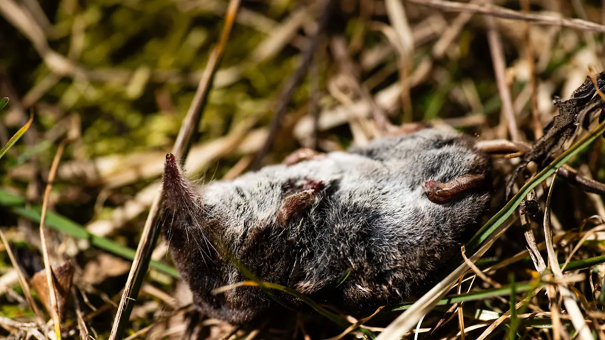 Der Kadaver einer toten Spitzmaus liegt auf einem Feld in Brandenburg.