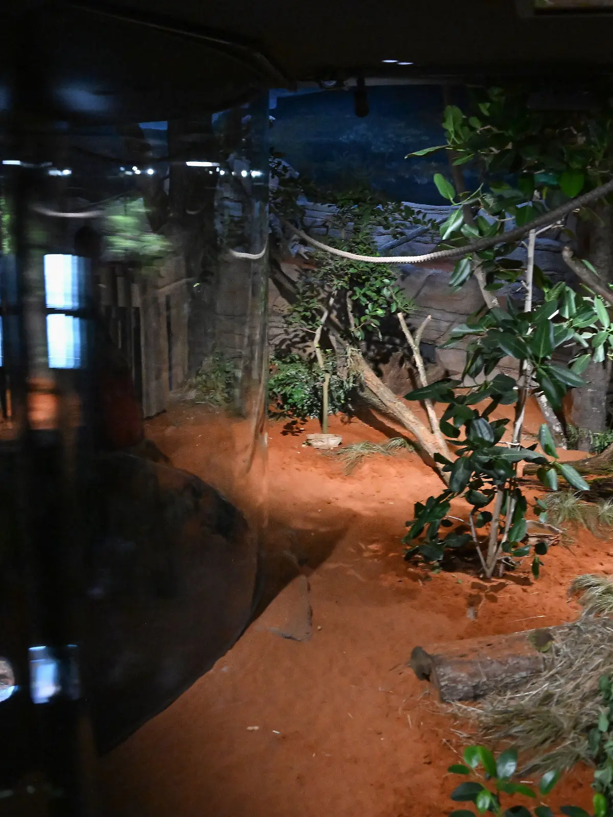 Bild zu: "„Das Kind schrie plötzlich!” – Polizei prüft möglichen Angriff im Zoo"