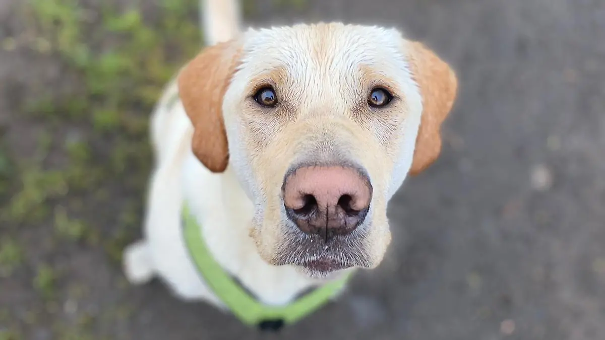 Mendig: Hund Marley entführt?