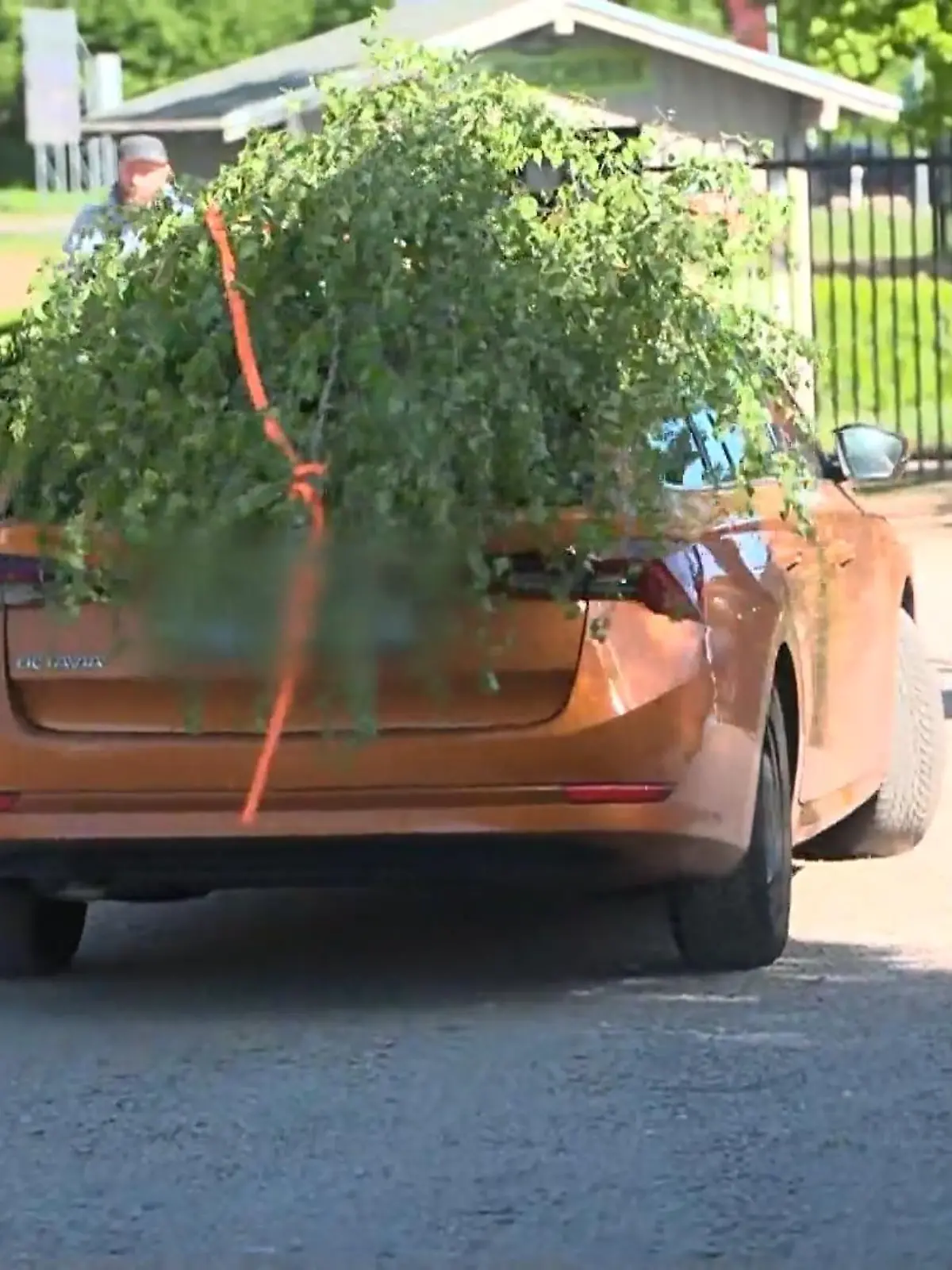 Bild zu: "Maibaum-Tradition in NRW"