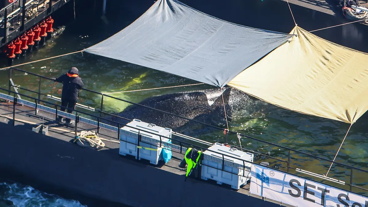 Weitere Entwicklung zum Buckelwal in der Ostsee