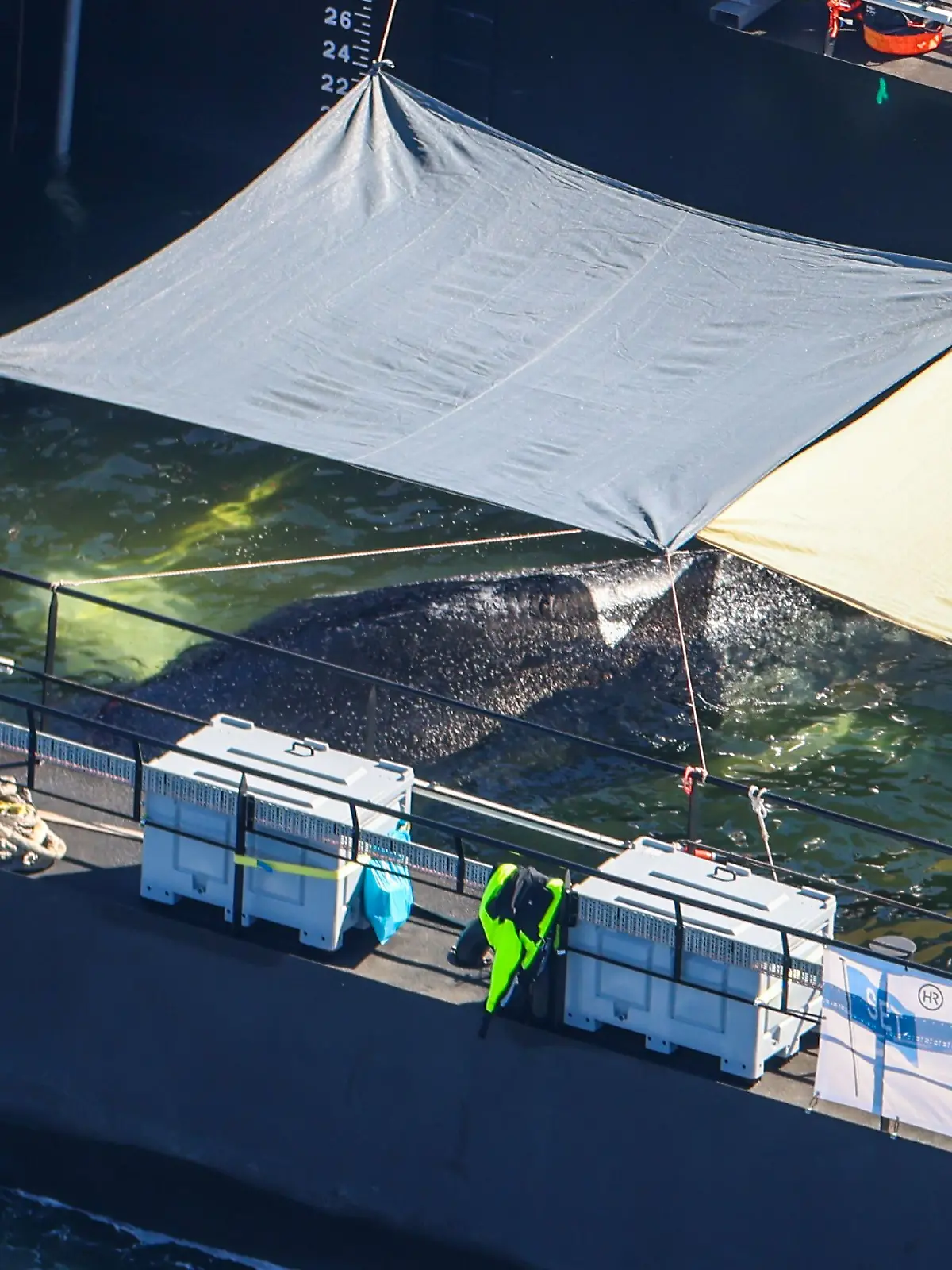 Weitere Entwicklung zum Buckelwal in der Ostsee