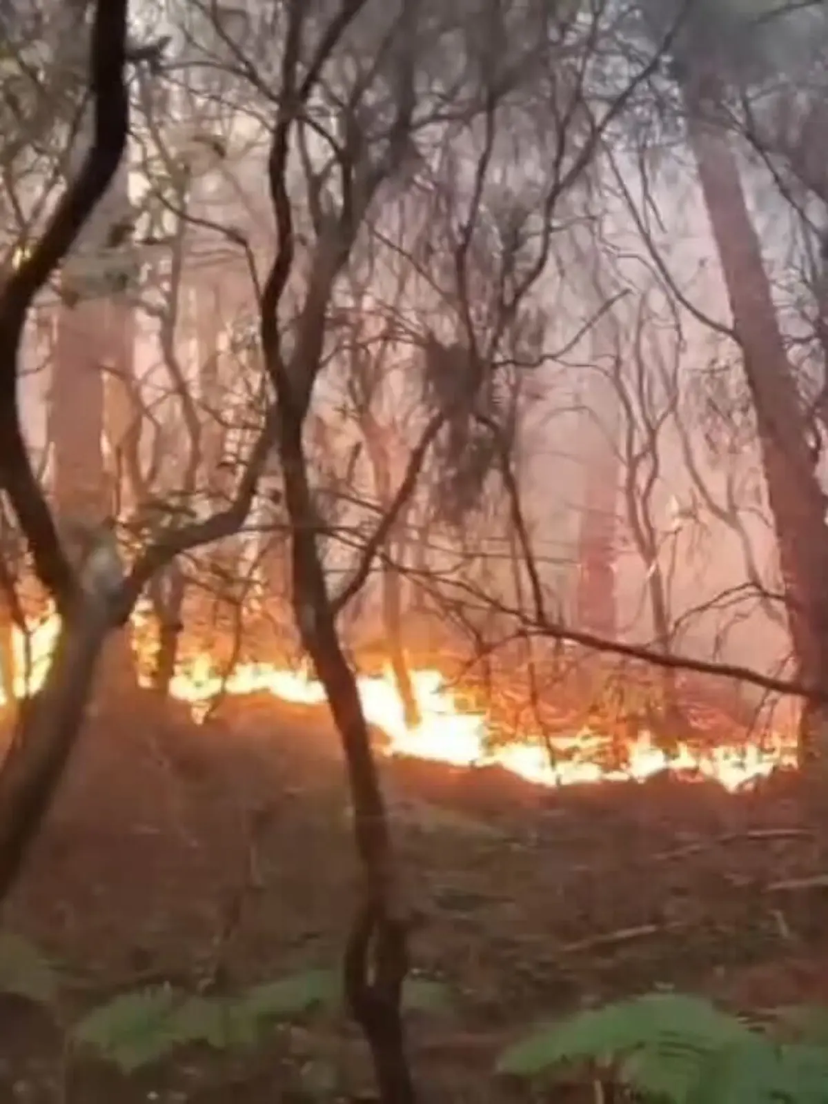Auf diesem Bild aus einem Video der italienischen Feuerwehr ist ein Feuerwehrmann bei einem Waldbrand im Einsatz. In der Toskana müssen wegen eines Waldbrands mehr als 3.500 Menschen ihre Häuser verlassen. +++ dpa-Bildfunk +++