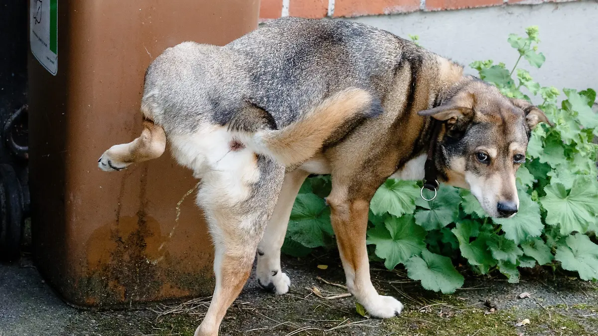 In einer italienischen Stadt müssen Frauchen und Herrchen bald auch Hundepipi wegputzen