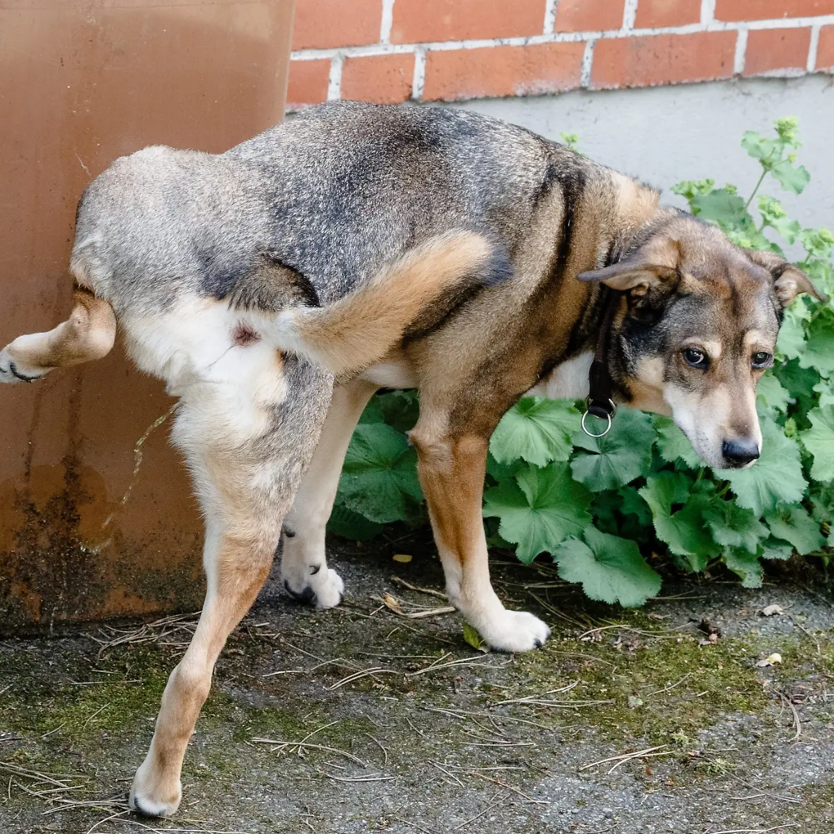 Livorno: In dieser italienischen Stadt müssen Halter jetzt auch Hunde-Pipi  entfernen