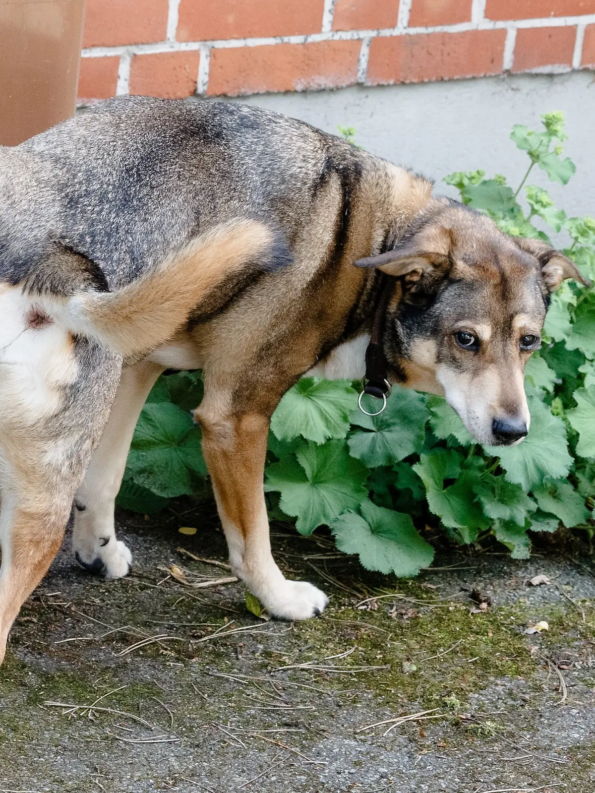In einer italienischen Stadt müssen Frauchen und Herrchen bald auch Hundepipi wegputzen