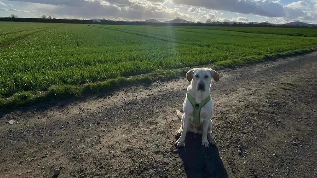 Mendig: Hund Marley entführt?