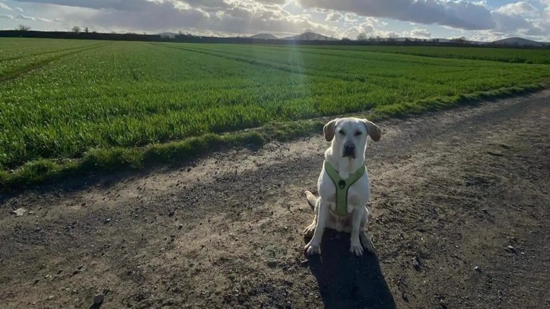 Mendig: Hund Marley entführt?
