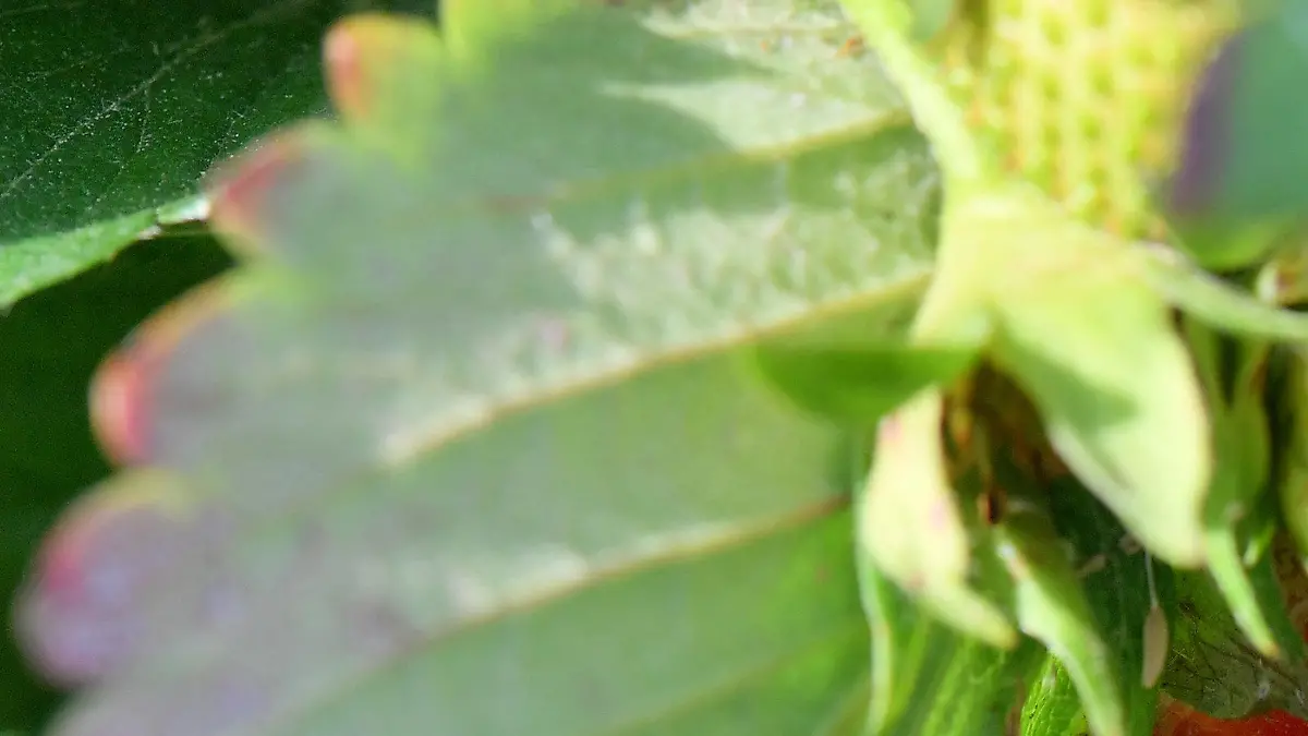 ARCHIV - Erdbeeren reifen am 29.05.2017 in der Plantage der RegioFarmers GmbH in Landsberg (Sachsen-Anhalt). Die Kälte hat den Erdbeeren in Sachsen zugesetzt. Zum offiziellen Saisonstart soll klar sein, ob es Einbußen bei den Ernteerwartungen gibt. (zu dpa «Erdbeersaison in Sachsen wird eröffnet» vom 29.05.2018) Foto: Hendrik Schmidt/dpa-Zentralbild/dpa +++(c) dpa - Bildfunk+++