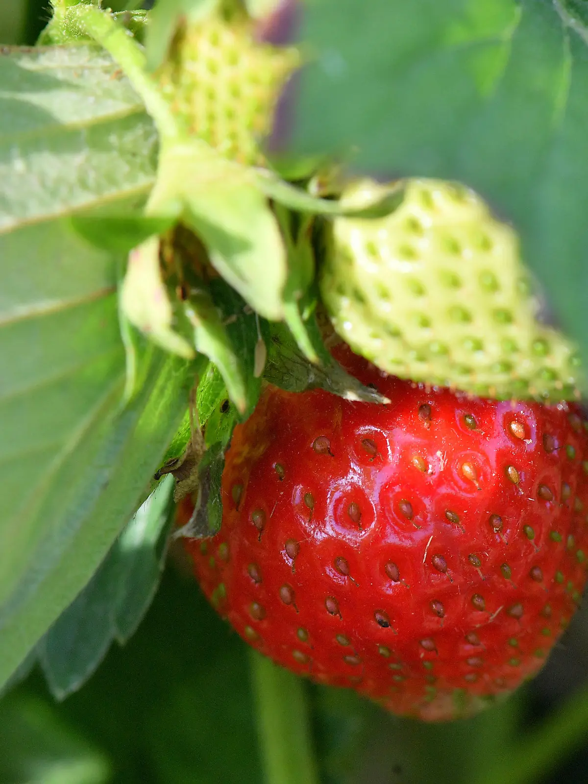 ARCHIV - Erdbeeren reifen am 29.05.2017 in der Plantage der RegioFarmers GmbH in Landsberg (Sachsen-Anhalt). Die Kälte hat den Erdbeeren in Sachsen zugesetzt. Zum offiziellen Saisonstart soll klar sein, ob es Einbußen bei den Ernteerwartungen gibt. (zu dpa «Erdbeersaison in Sachsen wird eröffnet» vom 29.05.2018) Foto: Hendrik Schmidt/dpa-Zentralbild/dpa +++(c) dpa - Bildfunk+++