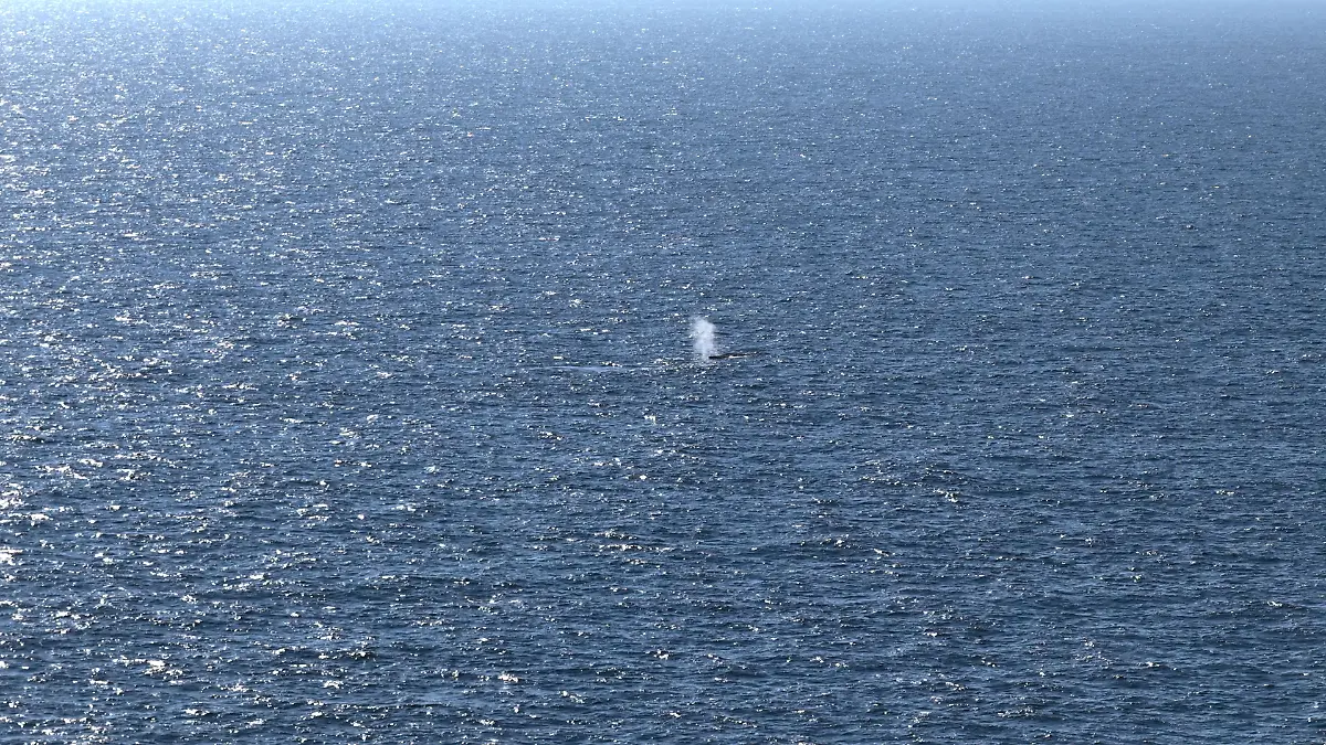 Buckelwal in der Nordsee freigesetzt