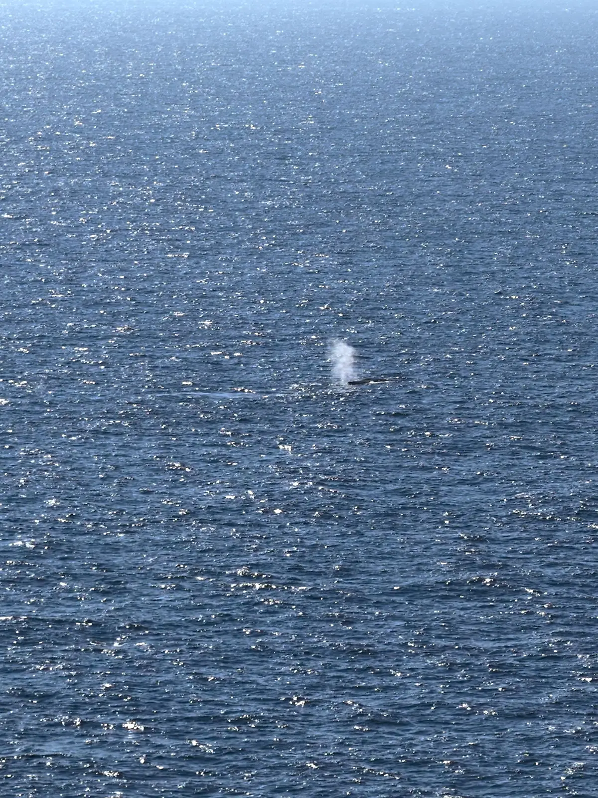 Buckelwal in der Nordsee freigesetzt