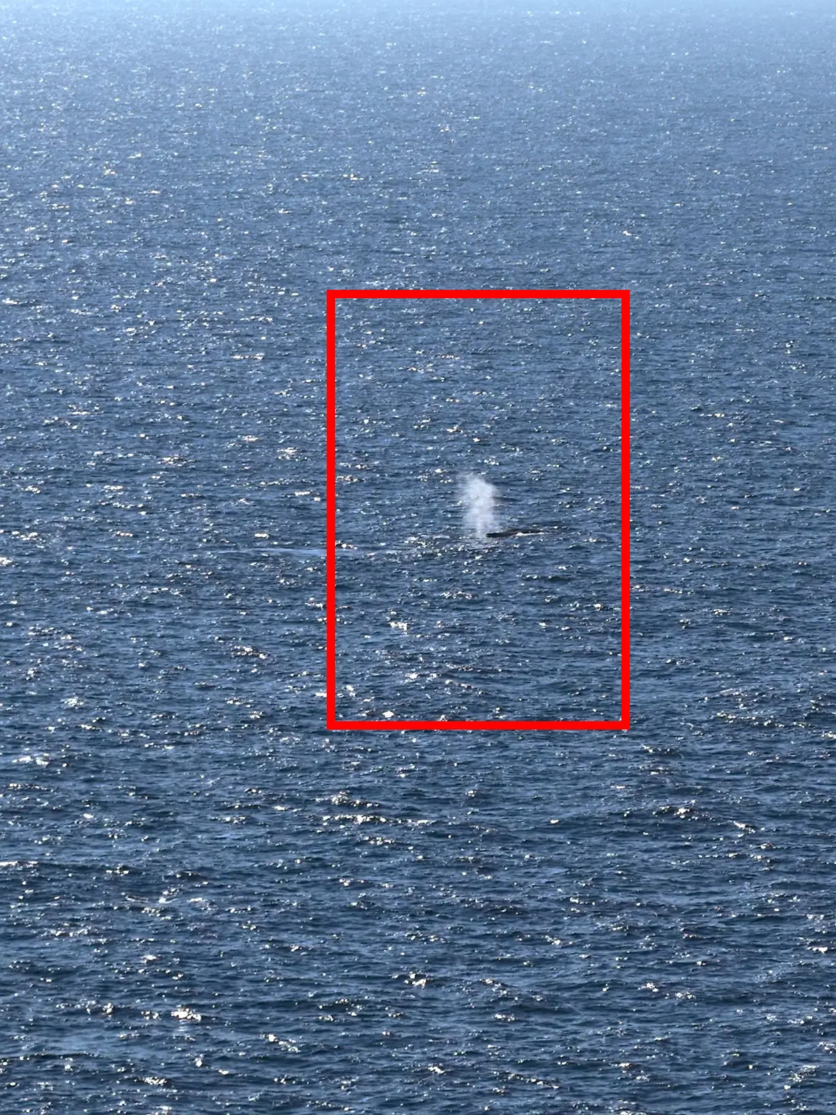 Buckelwal in der Nordsee freigesetzt